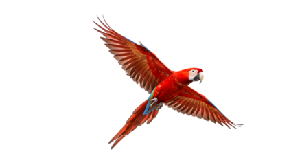 Bright red macaw parrot flying with wings spread wide isolated on black, vibrant tropical bird in motion perfect for wildlife and nature themes