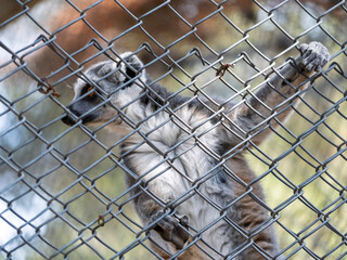 Obraz premium cute primate lemur enjoying the zoo environment