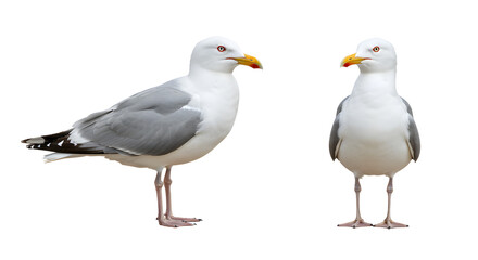 Obraz premium Two seagulls standing isolated on white background, close-up of marine birds with yellow beaks and gray wings, perfect for wildlife and nature projects