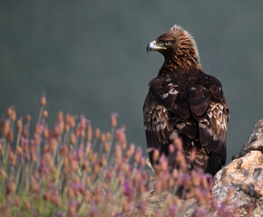 a powerful golden eagle in the mountain