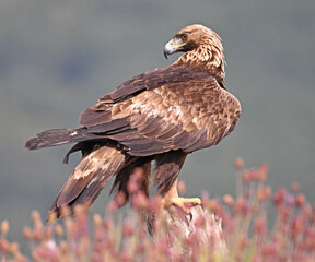 a strong golden eagle in the mountain