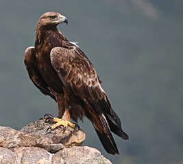 a strong golden eagle in the mountain