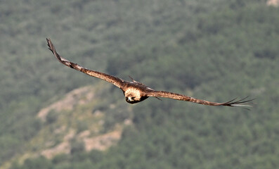 una poderosa aguila real en la montaña