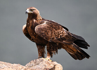 a strong golden eagle in the mountain
