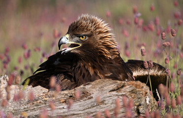 golden eagle in the mountain on spain