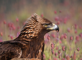 a strong golden eagle in the mountain