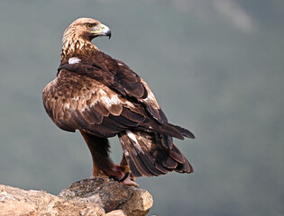 a powerful golden eagle in the mountain