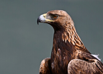 a strong golden eagle in the mountain