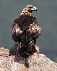 a powerful golden eagle in the mountain