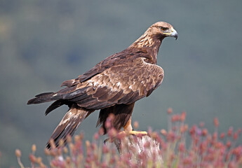 A POWERFUL GOLDEN EAGLE