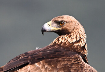a portrait of golden eagle
