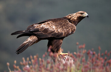golden eagle in the mountain on spain
