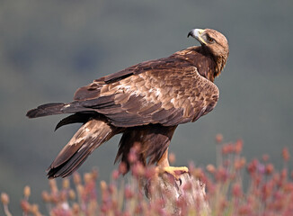 A POWERFUL GOLDEN EAGLE