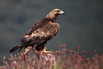 A POWERFUL GOLDEN EAGLE