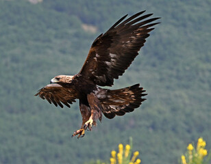 una poderosa aguila real en la montaña