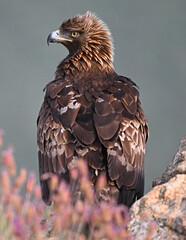 a powerful golden eagle in the mountain