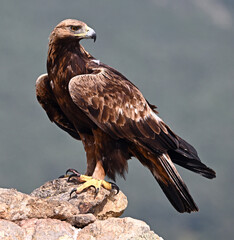 a strong golden eagle in the mountain