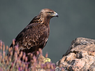 a strong golden eagle in the mountain