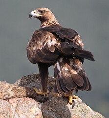a strong golden eagle in the mountain