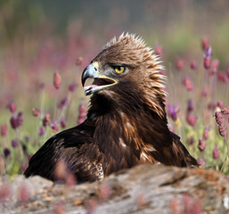 a powerful golden eagle in the mountain