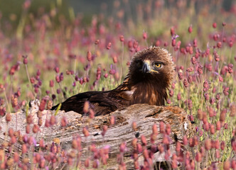 a strong golden eagle in the mountain