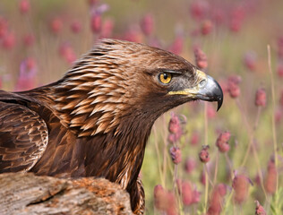 a powerful golden eagle in the mountain