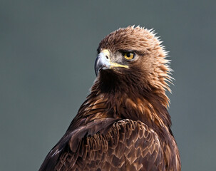 a strong golden eagle in the mountain