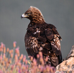 a powerful golden eagle in the mountain