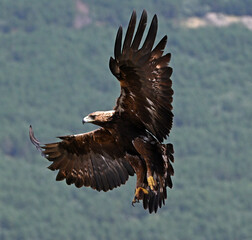 a strong golden eagle in the mountain