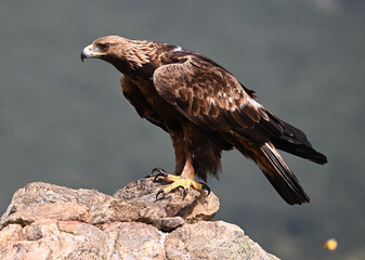 a strong golden eagle in the mountain
