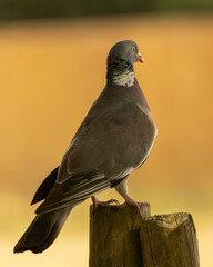 Wood pigeon on a post looking out to a wheat field. 8