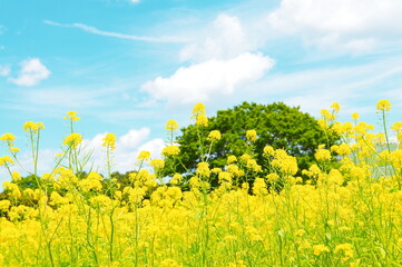満開の菜の花