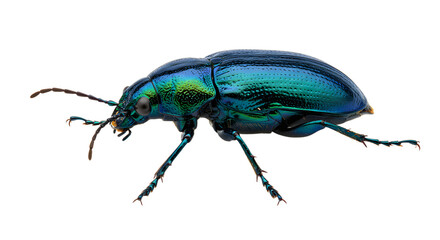 Close-up of a shiny blue beetle isolated on white background, detailed insect macro photography perfect for nature or science projects