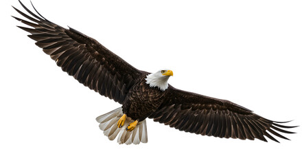 Fototapeta premium Majestic bald eagle soaring with outstretched wings isolated on white background, symbol of freedom and power