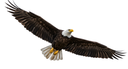 Majestic bald eagle soaring with outstretched wings isolated on white background, symbol of freedom and power