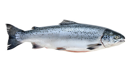Fresh whole Atlantic salmon isolated on white background, high quality fish for cooking and seafood dishes