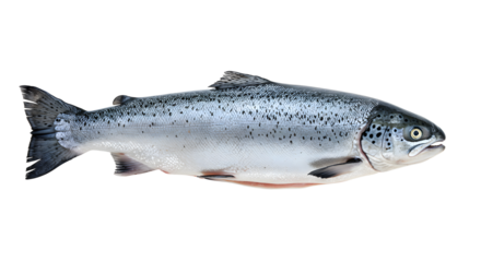 Fresh whole Atlantic salmon isolated on white background, high quality fish for cooking and seafood dishes