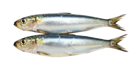Two fresh raw sardine fish isolated on white background with shiny silver scales, perfect for seafood recipes and cooking presentations