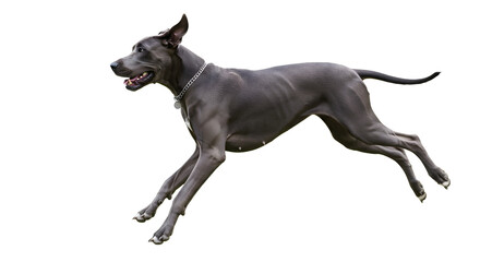 Great Dane dog running isolated on white background, energetic large breed canine in motion