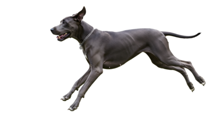 Great Dane dog running isolated on white background, energetic large breed canine in motion