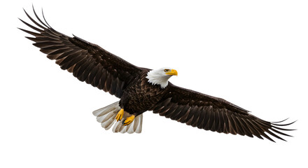 Majestic bald eagle soaring with spread wings isolated on white background, symbol of freedom and strength in nature and wildlife