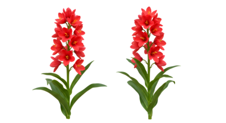 Pair of vibrant red gladiolus flowers isolated on white background, ideal for floral designs and botanical projects