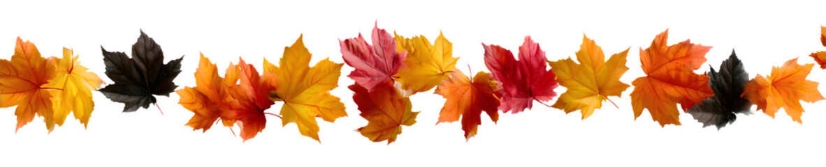 Fototapeta premium Collection of falling isolated autumns colored maple leaves isolated on transparent or white background