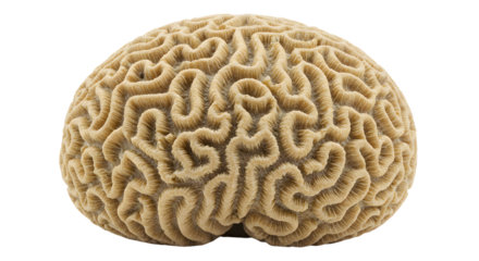 Close-up of brain coral isolated on white background, marine life concept for education and ocean studies