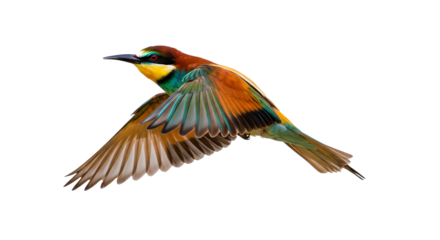Colorful European bee-eater bird in flight isolated on white background, perfect for nature and wildlife projects