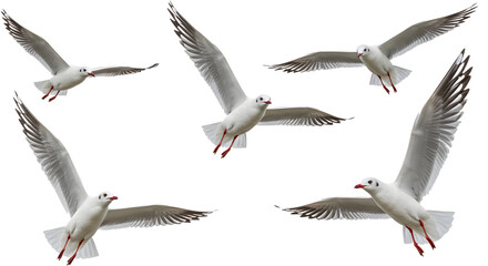 Fototapeta premium Flying seagulls in clear sky with spread wings and red beaks, perfect for nature and wildlife themes