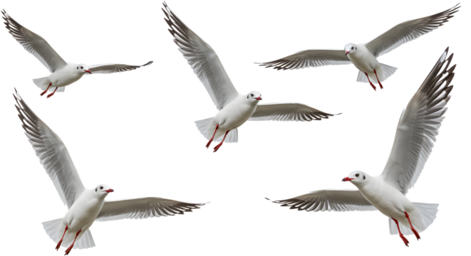 Flying seagulls in clear sky with spread wings and red beaks, perfect for nature and wildlife themes