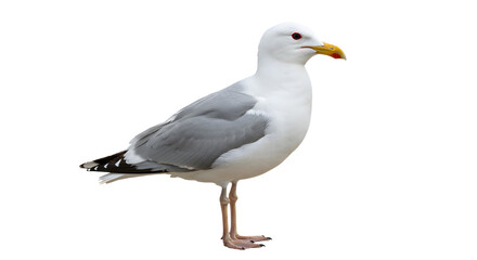 Obraz premium Close-up of a standing seagull isolated on white background, perfect for wildlife and nature projects