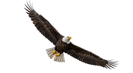Obraz premium Bald eagle flying with wings spread wide isolated on white background, majestic bird in flight perfect for wildlife and nature projects