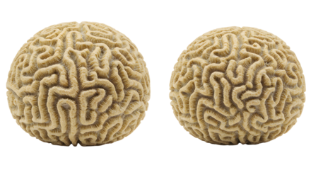 Close-up view of two brain corals isolated on white background, detailed marine life texture perfect for ocean and underwater themes